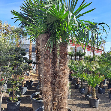 Trachycarpus Fortunei - dvojkmeň, trojkmeň - AKCIA