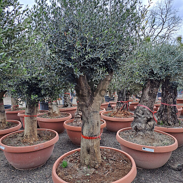 Olivovník Európsky - Bonsai Joven T90 - 180/210cm