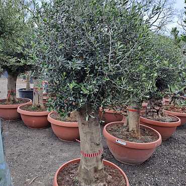 Olivovník Európsky - Bonsai Joven T90 - 180/210cm