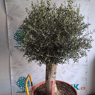 Olivovník Európsky - Bonsai Joven T90 - 180/210cm