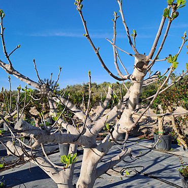 FICUS CARICA - Figovník