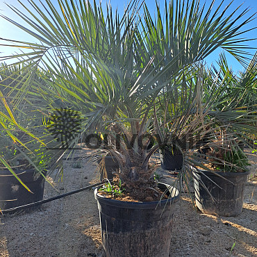 BUTIA CAPITATA 70Lt