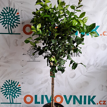 2026 Rezervace / Citrusy mix 15Lt / výška 140/160cm