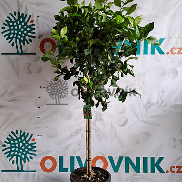 2026 Rezervace / Citrusy mix 15Lt / výška 140/160cm