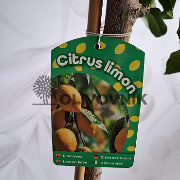 Citrusy 15Lt (140/160cm)