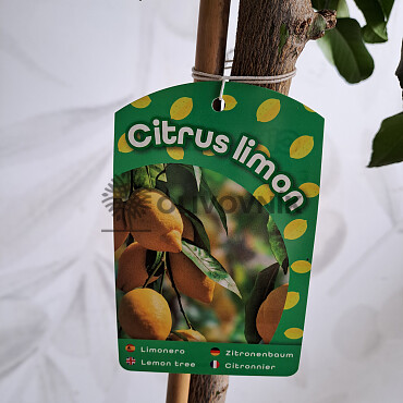 2026 Rezervace / Citrusy mix 15Lt / výška 140/160cm