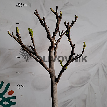 FICUS CARICA - Fík 7,5l, 10l, 12l - BROWN TURKEY