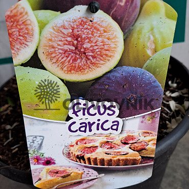 FICUS CARICA - Fík 7,5l, 10l, 12l - BROWN TURKEY