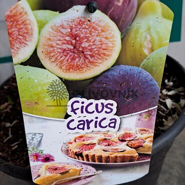 FICUS CARICA - Extra bowl - 20/30 Bonsai