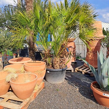 Chamaerops Humilis - Grupo - 3/7 kmeňa