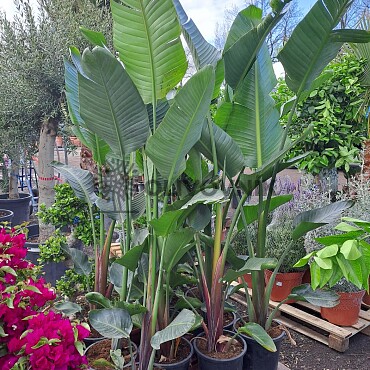 Strelitzia Augusta EXTRA - 35lt