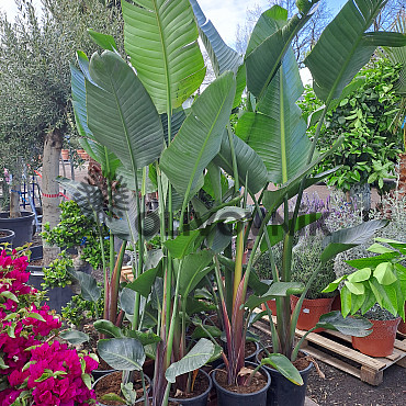 Strelitzia Augusta EXTRA - 25Lt, 45Lt