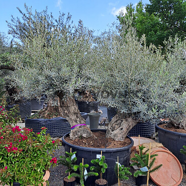 Olivovník Bonsaj - Olea Europaea Bonsai dvojkmeň