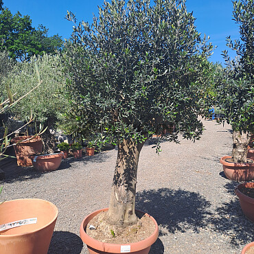 Olivovník Európsky - Bonsai Joven T90 - 180/210cm