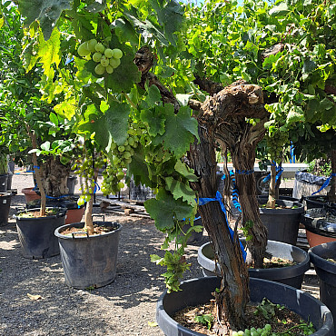 Vinič - Vitis vinifera - Moscatel