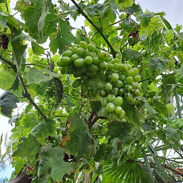 Vinič - Vitis vinifera - alta 90 / výška 240cm
