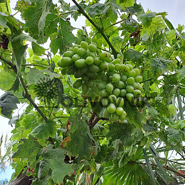 Vinič - Vitis vinifera - Moscatel
