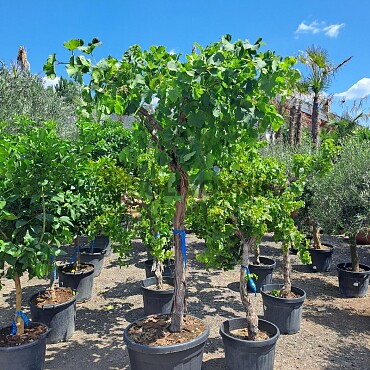 Víno - Vitis Vinifera ALTA Grande XL - 200/230cm