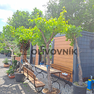 Víno - Vitis Vinifera ALTA Grande XL - 200/230cm