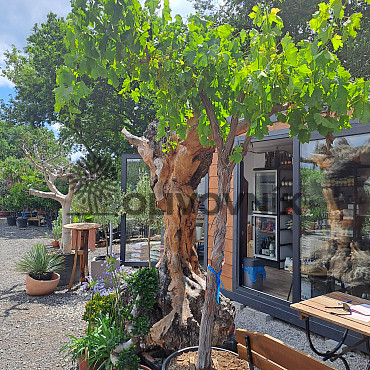 Víno - Vitis Vinifera ALTA Grande XL - 200/230cm