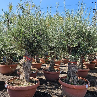 Olivovník Európsky - Bonsai Q75/Q90 - TOP CENA