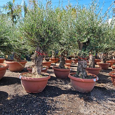 Olivovník Európsky - Bonsai Q75/Q90 - TOP CENA