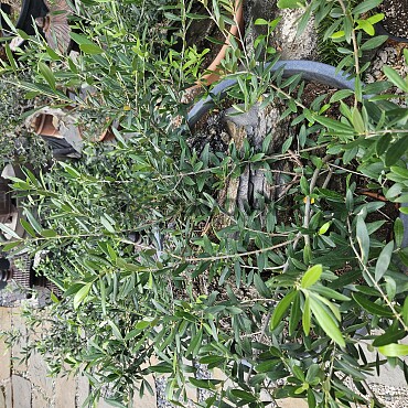 Olivovník - Olea Europaea Bonsai S
