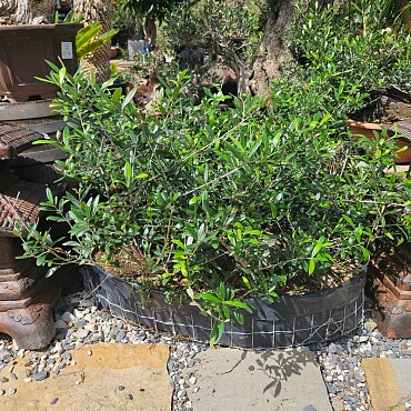 Olivovník - Olea Europaea Bonsai S