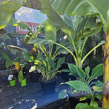 BANÁNOVNÍK - Musa Lasiocarpa C35