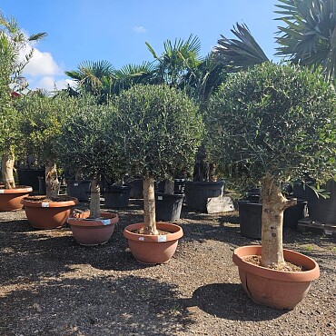 Olivovník Európsky - Bonsai Tarrina