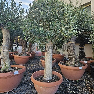 Olivovník Európsky - Bonsai Tarrina