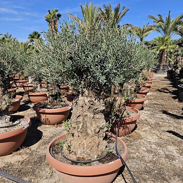 Olivovník Európsky - Bonsai Q75/Q90 - TOP CENA