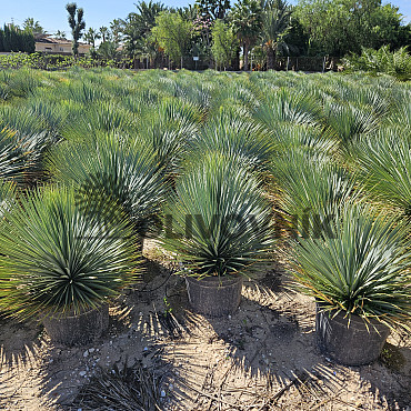 Yucca Rostrata 10lt,15lt, 20lt
