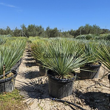 Yucca Rostrata 5lt,10lt,15lt, 25lt, 35lt