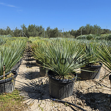 Yucca Rostrata 10lt,15lt, 20lt