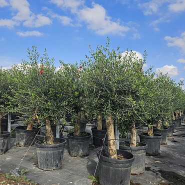 Olivovník Európsky - Intensivo