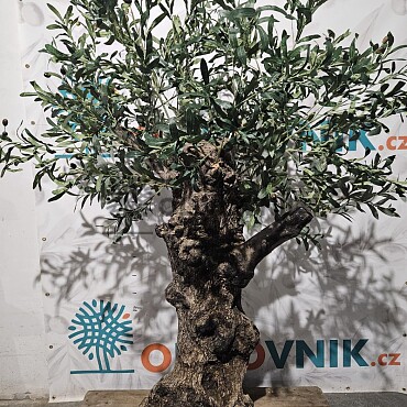 Olivovník Európsky - Bonsai / 180cm / umelá koruna + olivový kmeň
