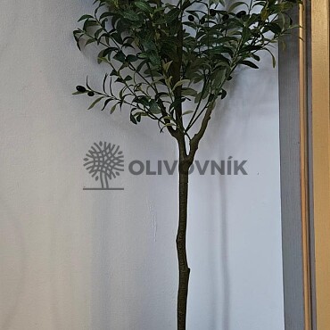 Olivovník Európsky - výška 150cm