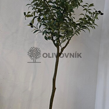 Olivovník Európsky - výška 150cm