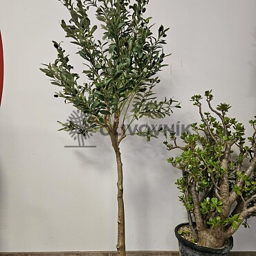 Olivovník Európsky - výška 170cm