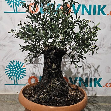Olivovník Európsky - Bonsai / 140cm / umelá koruna + olivový kmeň