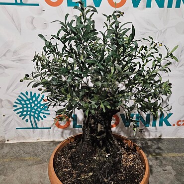 Olivovník Európsky - Bonsai / 140cm / umelá koruna + olivový kmeň