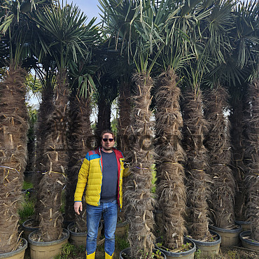Trachycarpus Fortunei - mrazuvzdorná palma (-17C) / TOP CENA