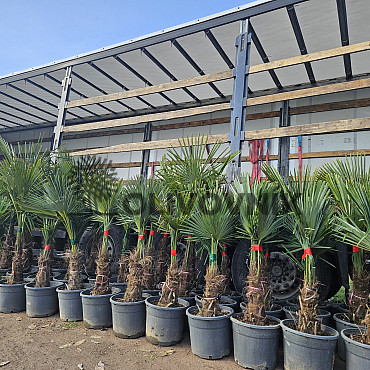 Trachycarpus Fortunei - mrazuvzdorná palma (-17C) / TOP CENA