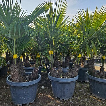 Trachycarpus Fortunei - trojkmeň - mrazuvzdorná palma (-17C)