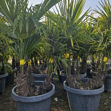 Trachycarpus Fortunei - trojkmeň - mrazuvzdorná palma (-17C)