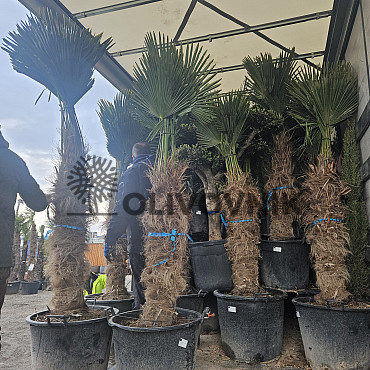 Trachycarpus Wagnerianus (-17C)