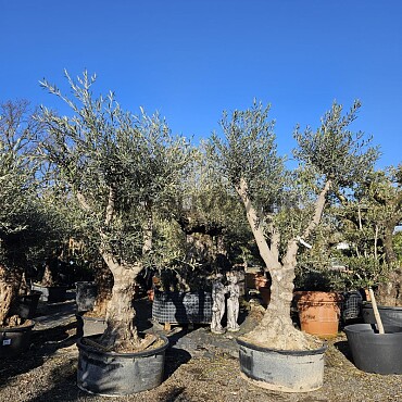 Olivovník Európsky - Hojiblanca Low Pot / 200cm