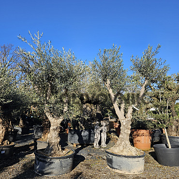 Olivovník Európsky - Hojiblanca Low Pot / 200cm