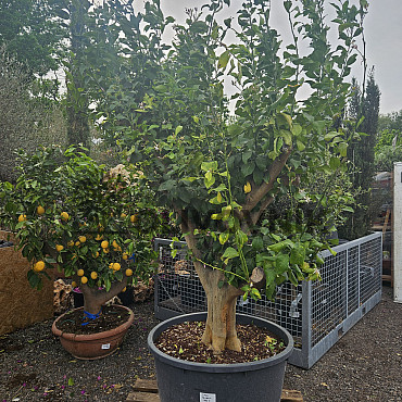CITRUS LIMON - veľký strom cca 260cm